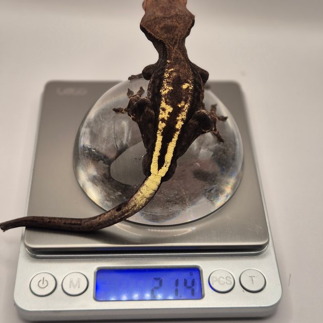 챠콜 카푸치노 핀스트라이프