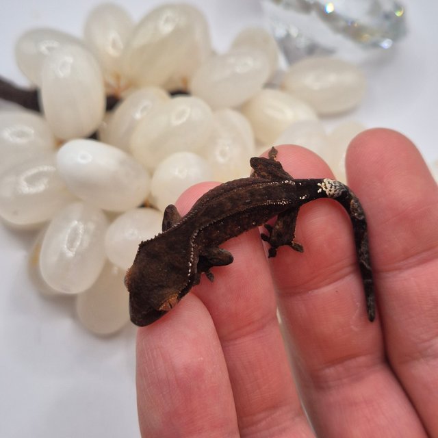 카푸치노 챠콜 팬텀