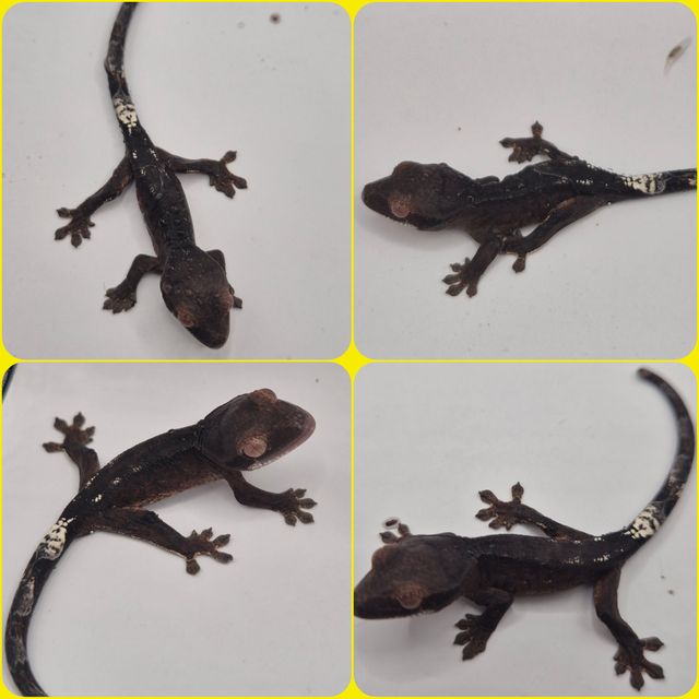 카푸치노 챠콜
