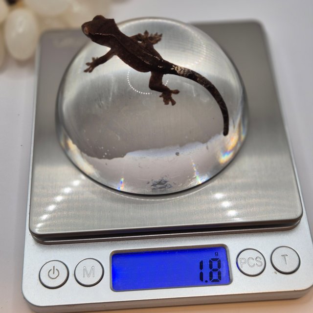 카푸치노 챠콜 팬텀