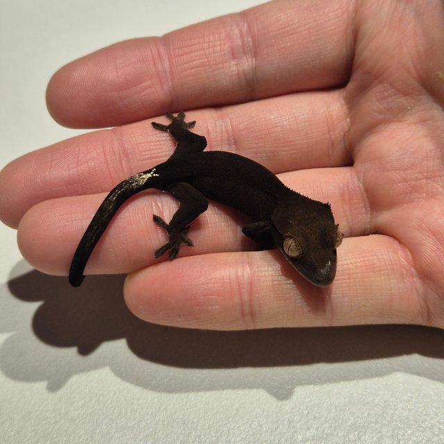 챠콜 패턴리스 카푸치노