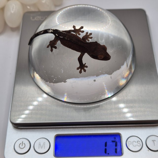 카푸치노 팬텀 챠콜