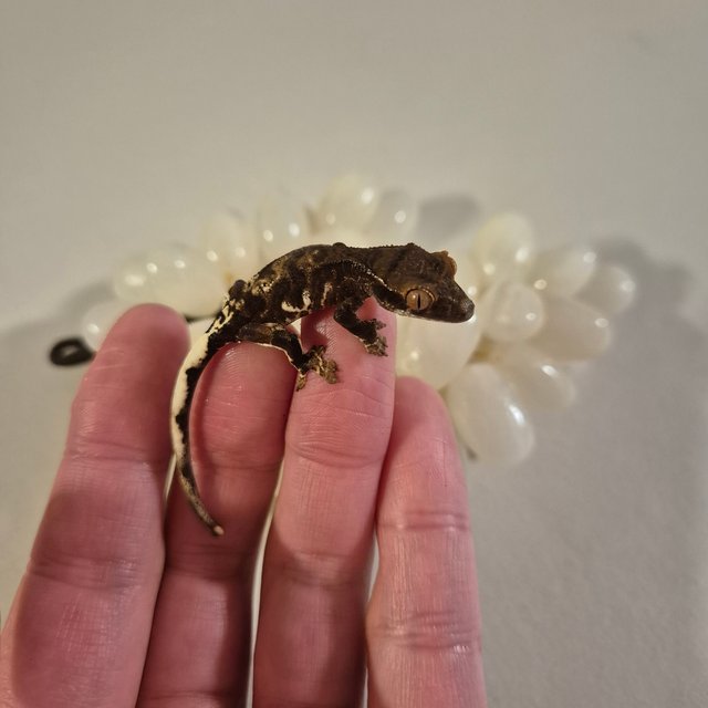 프라푸치노 챠콜 팬텀