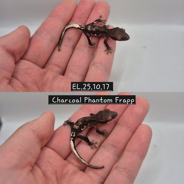 챠콜 프라푸치노 팬텀