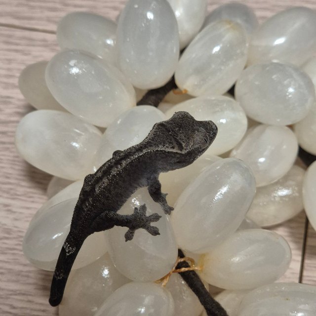 루왁 챠콜 핀스트라이프