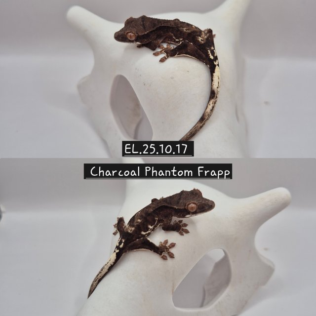 챠콜 프라푸치노 팬텀