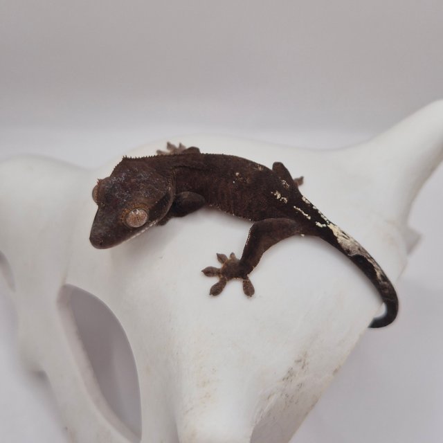 카푸치노 챠콜 팬텀