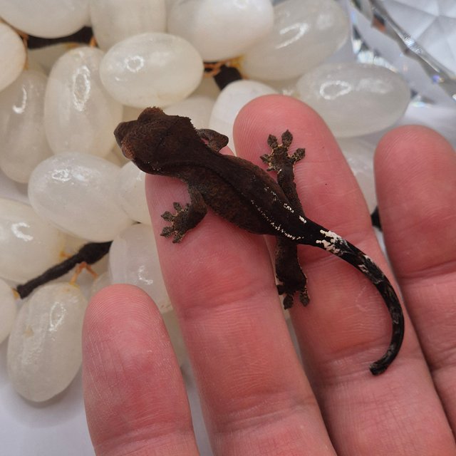 카푸치노 팬텀 챠콜