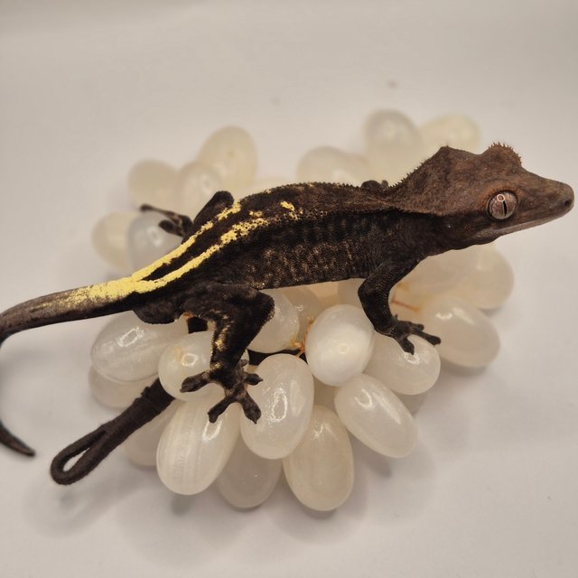 챠콜 카푸치노 핀스트라이프