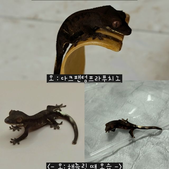 프라푸치노 다크