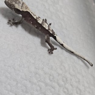 아잔틱