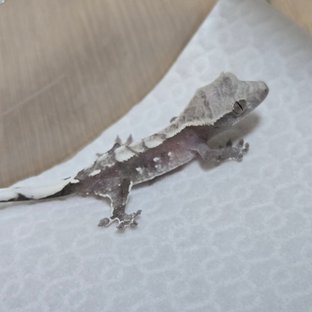 아잔틱