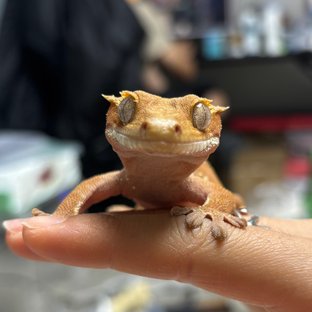 레이
