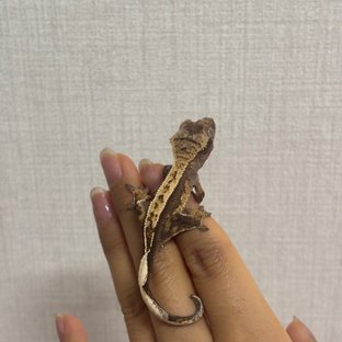 3째