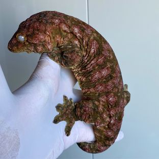 헤드샷
