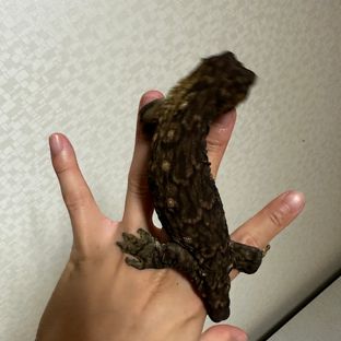 다스몰헷멜라