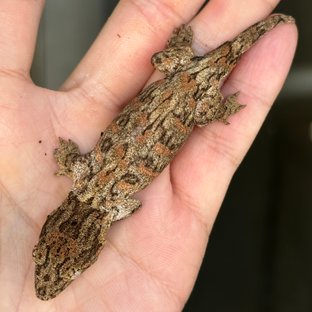 브로쓰 하이 컬러