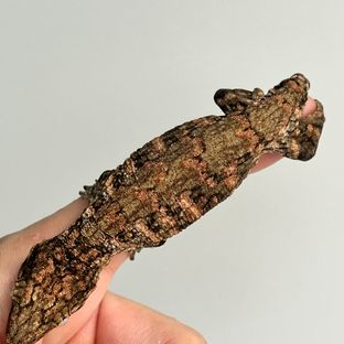 브로쓰