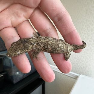 헷 멜라니스틱