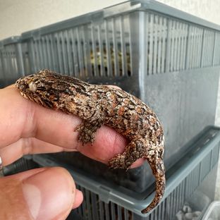 트루x준첸베이비