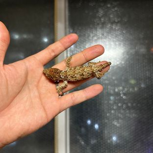 동배