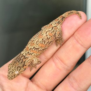 하이 컬러 브로쓰