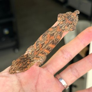 브로쓰 하이 컬러