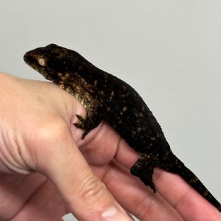 Darth maul Friedel Melanistic
