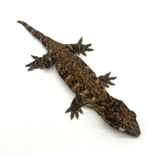 하이 컬러 브로쓰