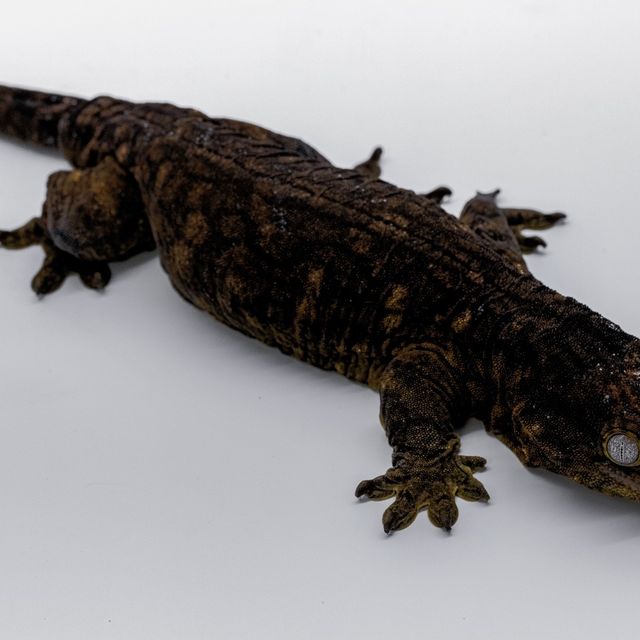 Friedel Melanistic