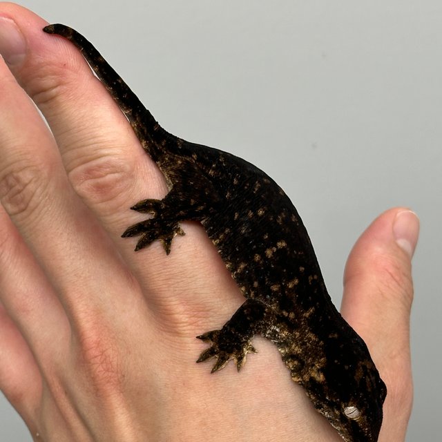 Darth maul Friedel Melanistic