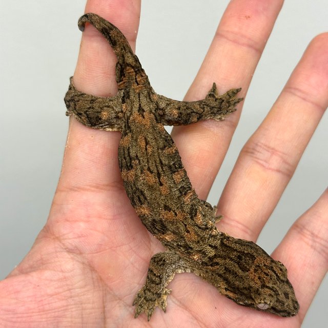 브로쓰 하이 컬러