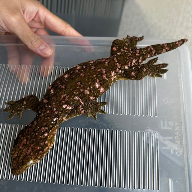 하키토