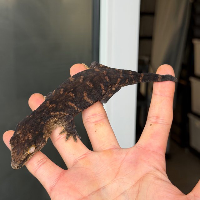 Melanistic