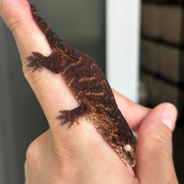 다스몰 프리델 멜라니스틱