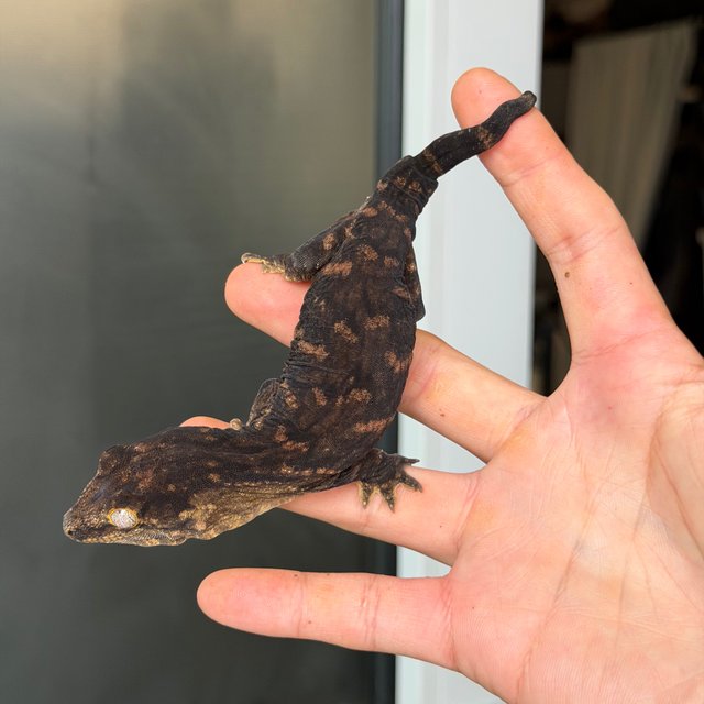 Melanistic