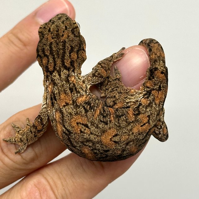 하이 컬러 브로쓰