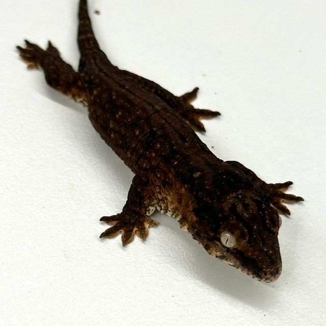 다스몰 프리델 멜라니스틱