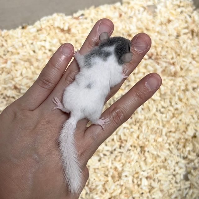 달마시안