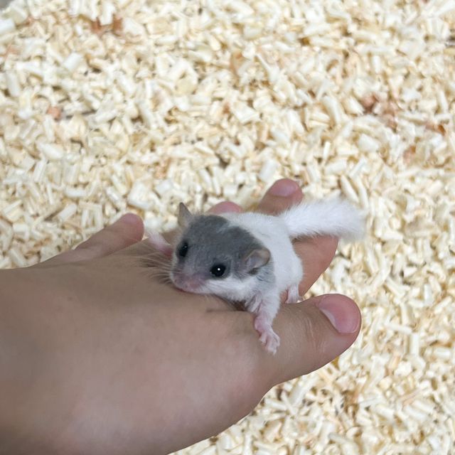 달마시안