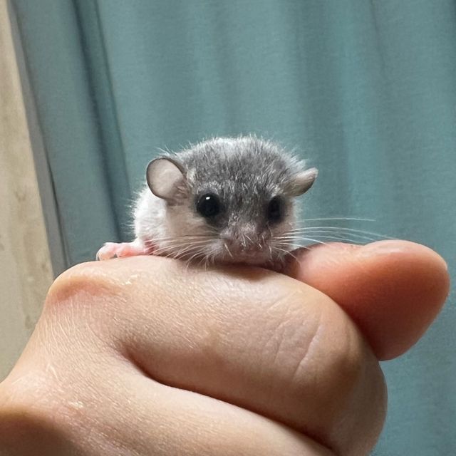 달마시안 마스크