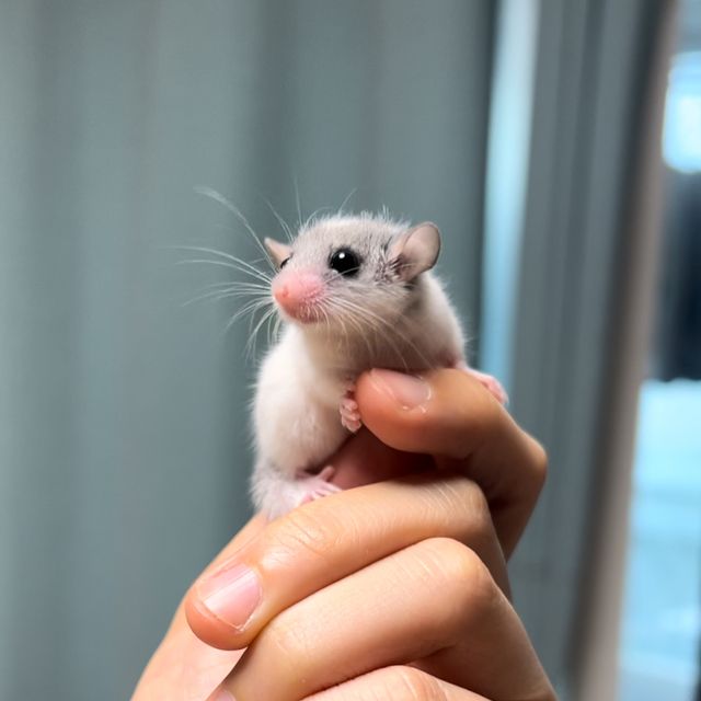 달마시안