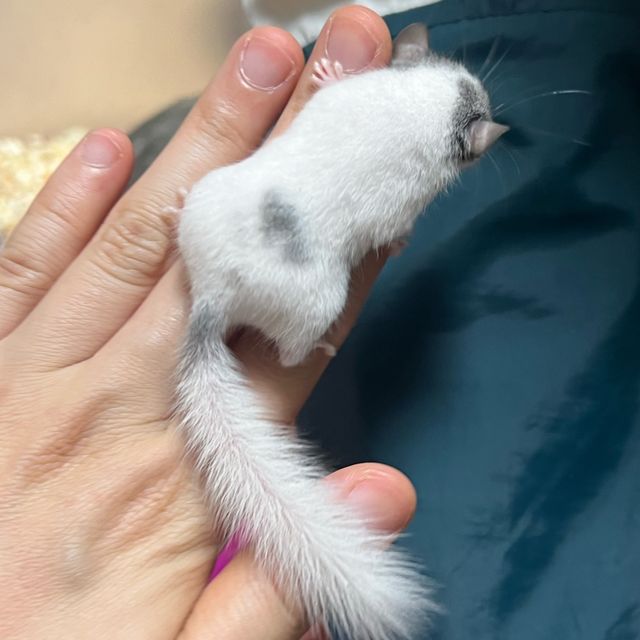 달마시안