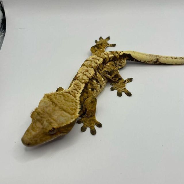 타이거 노멀 드리피
