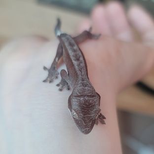 팬텀 다크 레드