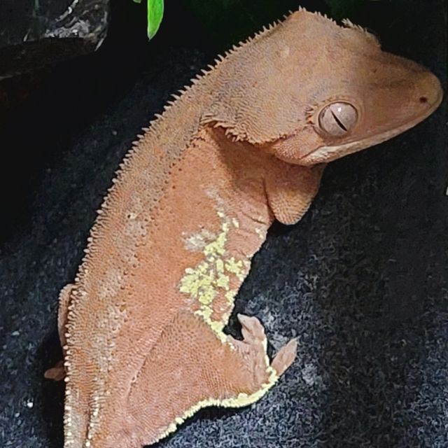 프라푸치노 팬텀 레드