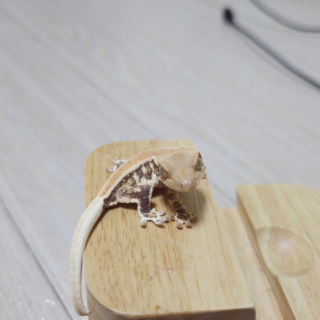 릴리화이트