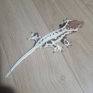 프라푸치노