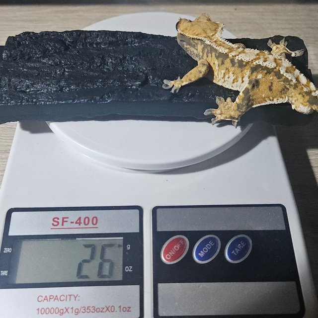 트라이 익스트림할리퀸