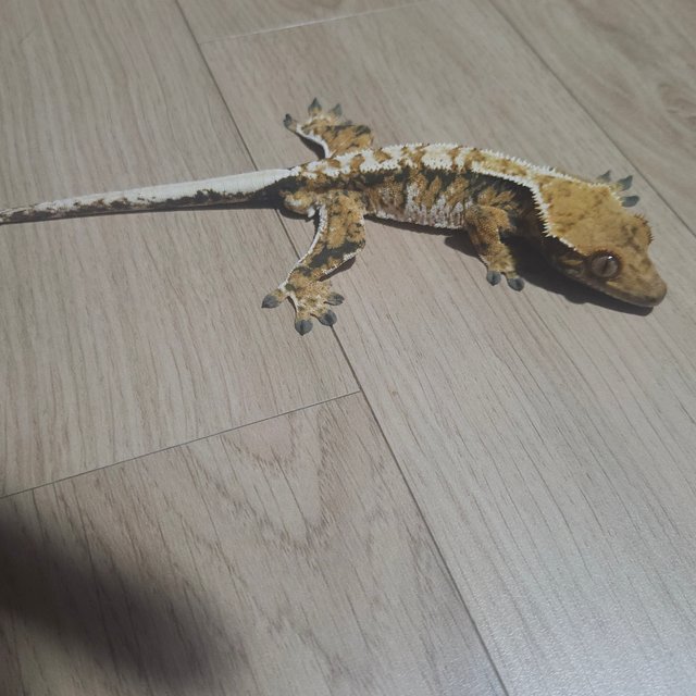 익스트림할리퀸 트라이